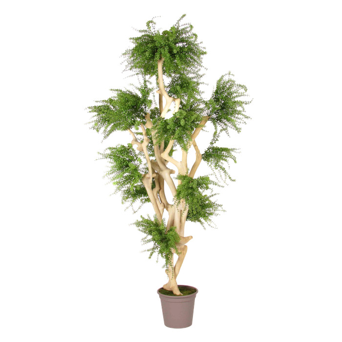 Abelia