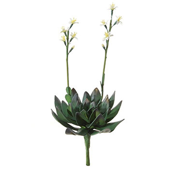 Aeonium