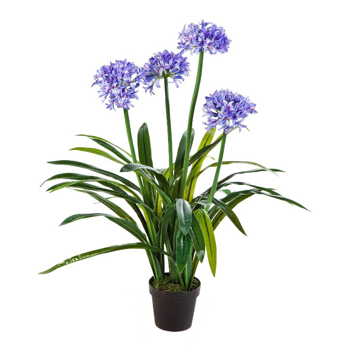 Agapanthus