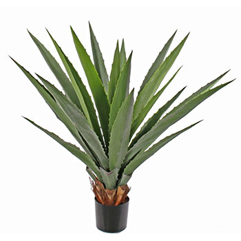 Agave