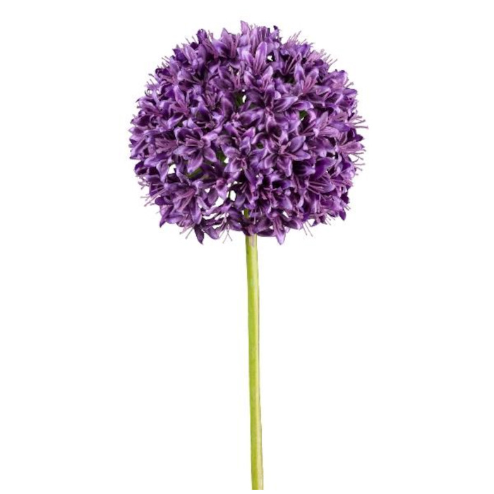 Allium