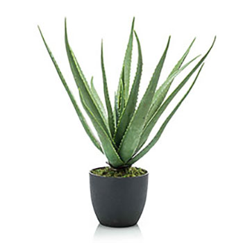 Aloe