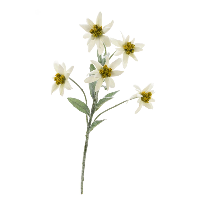 Alpädelweiss