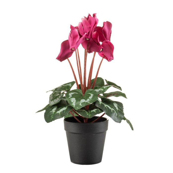 Alpviol