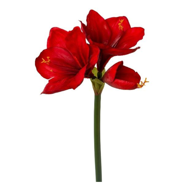 Amaryllis