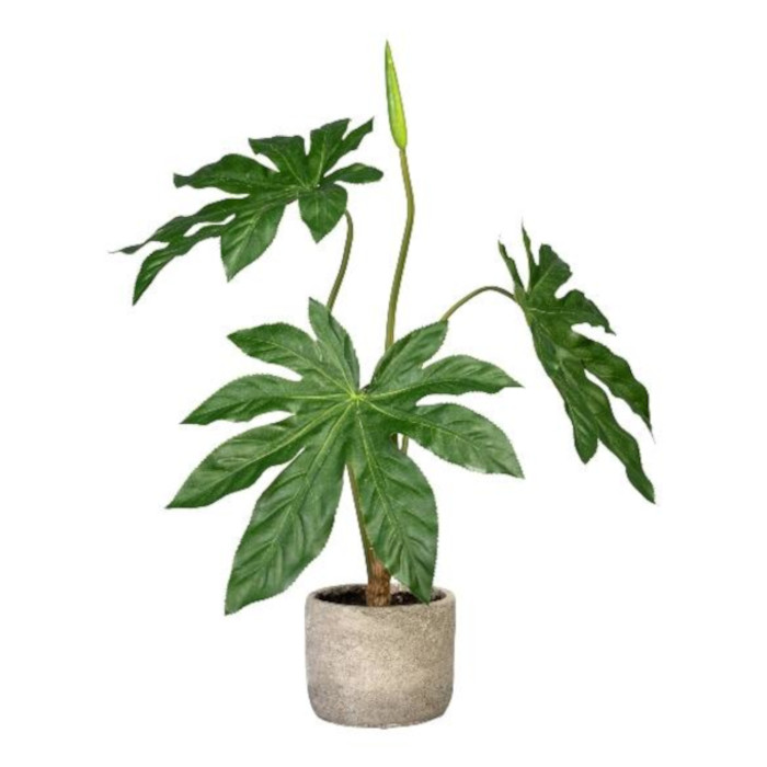 Aralia