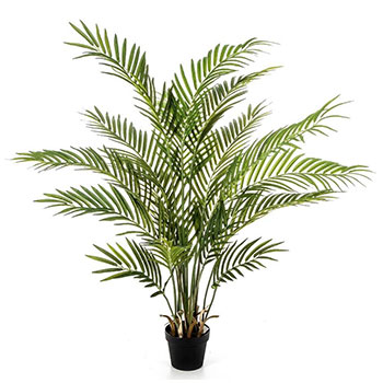 Areca