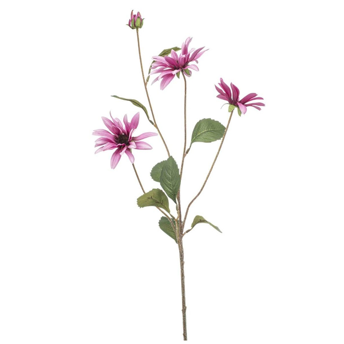 Aster