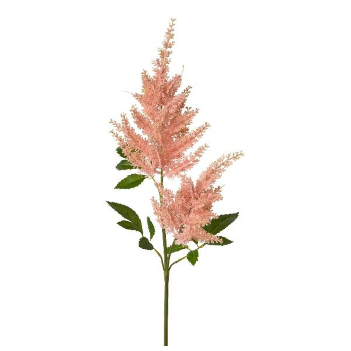 Astilbe