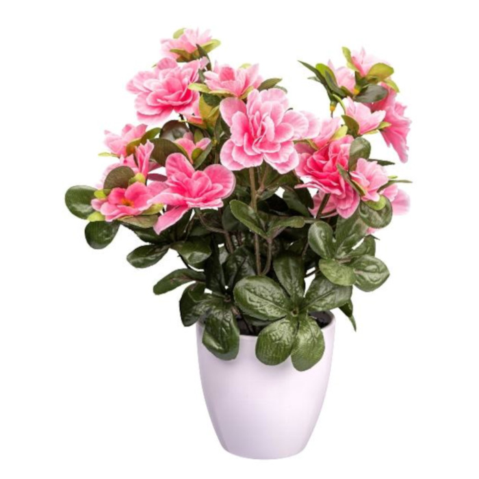 Azalea