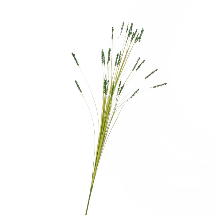 Björnpälsgräs