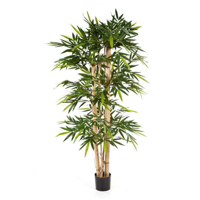 Bambu