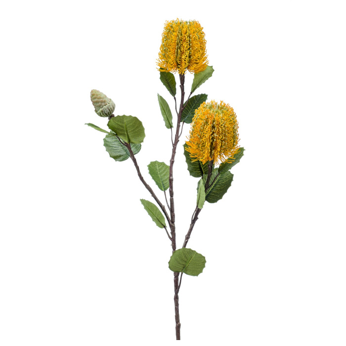 Banksia