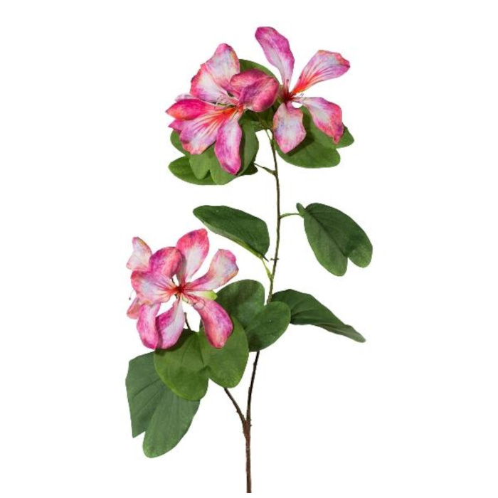 Bauhinia