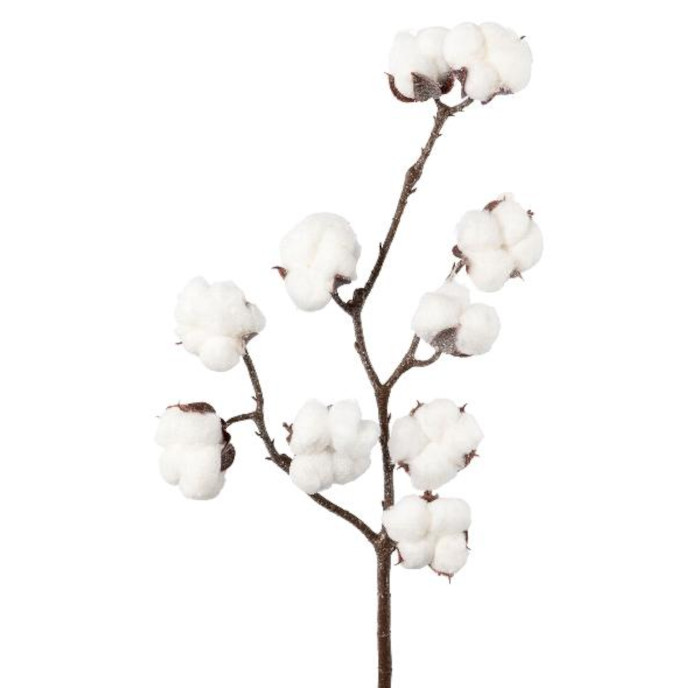 Bomull