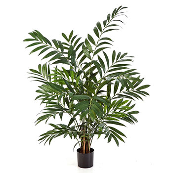 Bergpalm