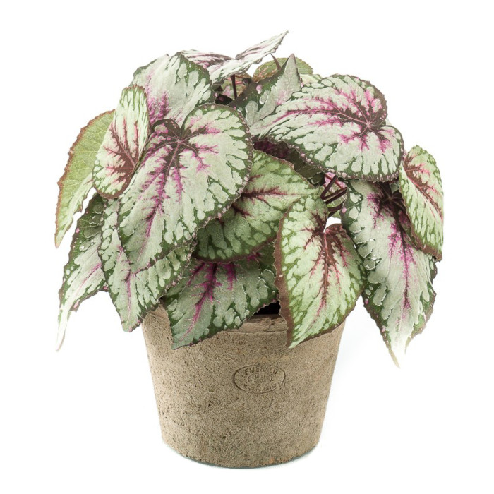 Bladbegonia