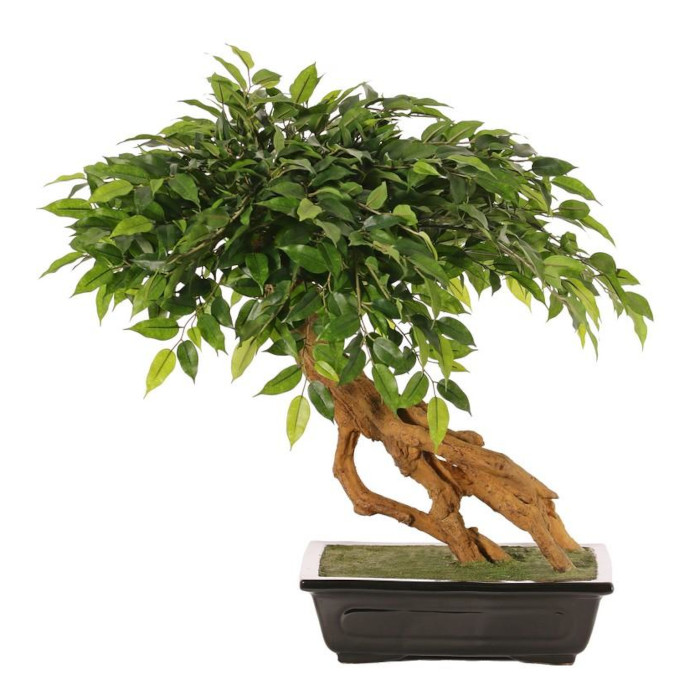 Bonsai