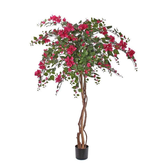 Bougainvillea