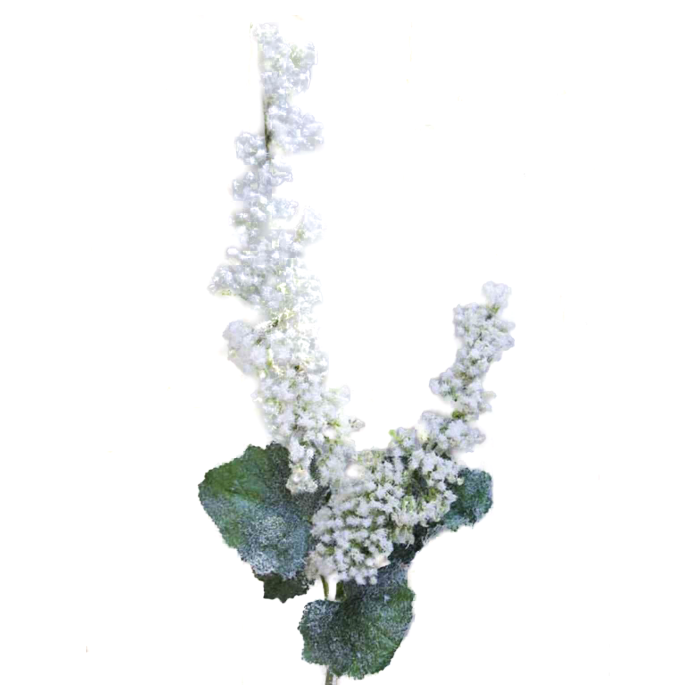Brudspirea