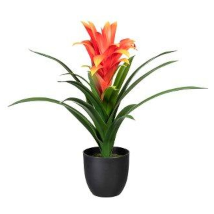Bromelia