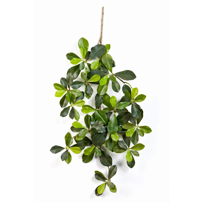 Bucida Buceras