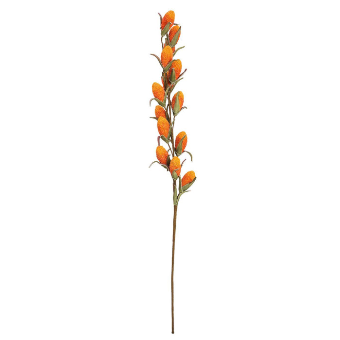 Buritipalm