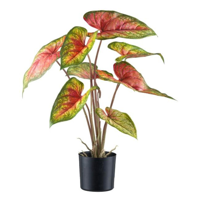 Caladium