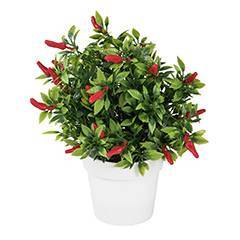 Chili