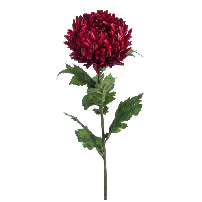 Krysantemum