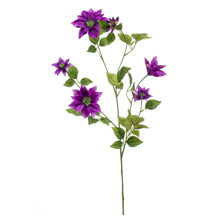 Klematis