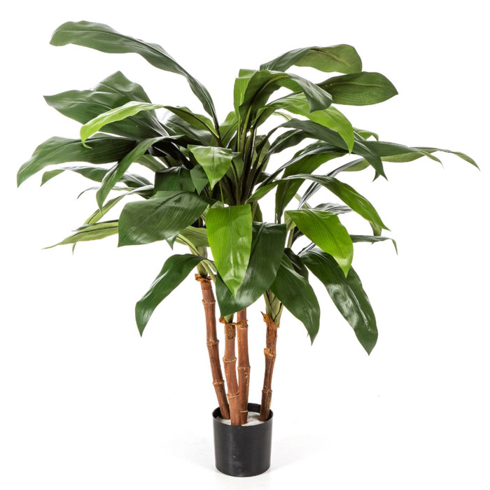 Cordyline