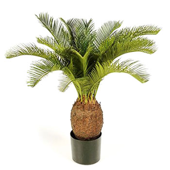 Cycas