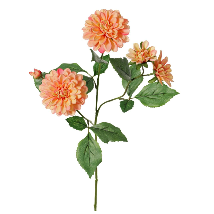 Dahlior