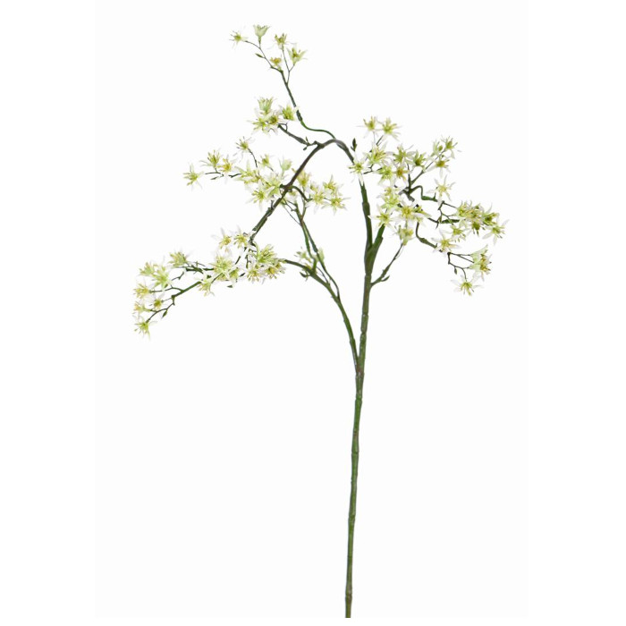 Deutzia