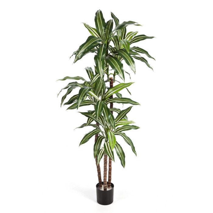 Dracaena