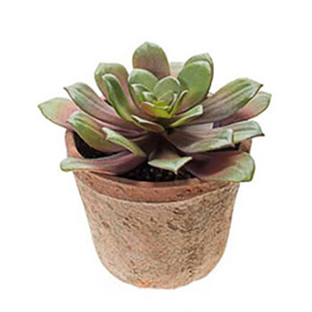 Echeveria