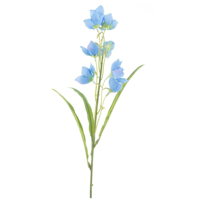 Gentiana
