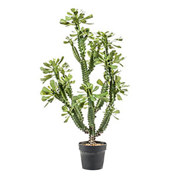Euphorbia