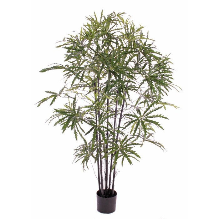 Fingeraralia