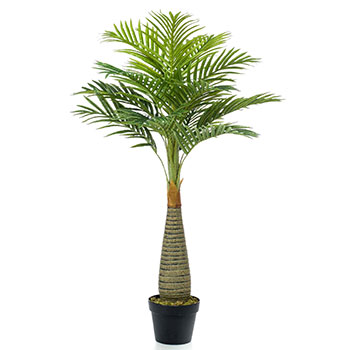 Flaskpalm
