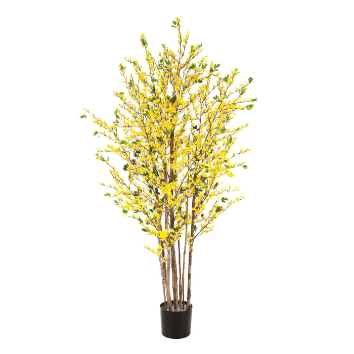 Forsythia