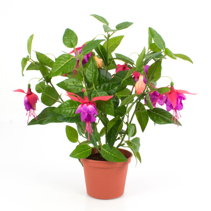 Fuchsia