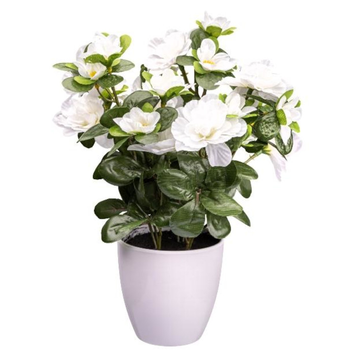 Gardenia
