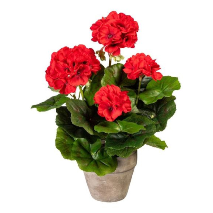 Pelargoner