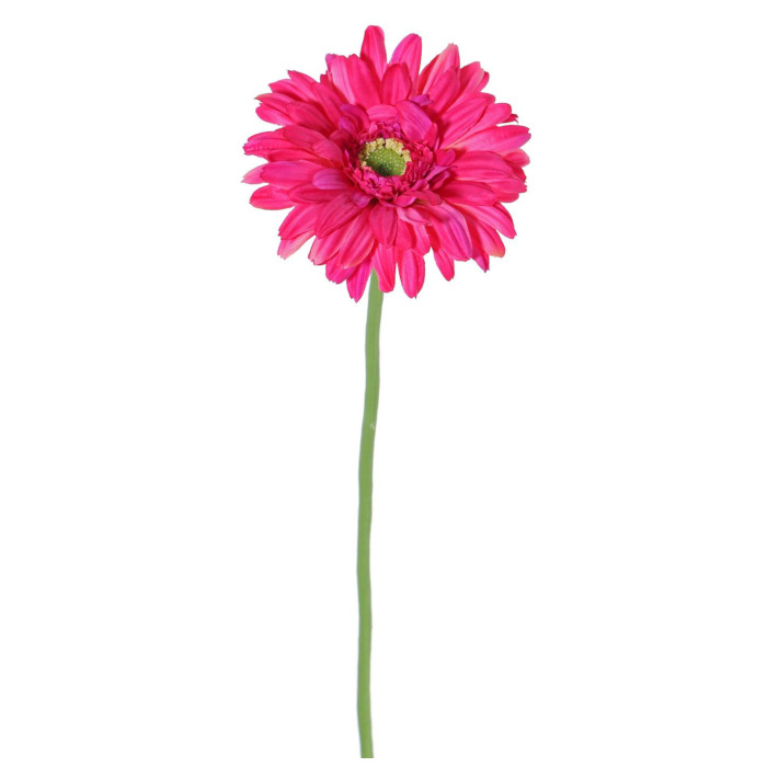 gerbera