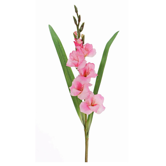 Gladioler