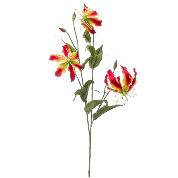Gloriosa