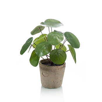 Palmranka