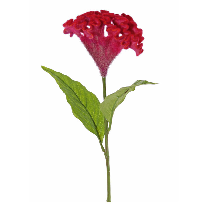 Tuppkam
